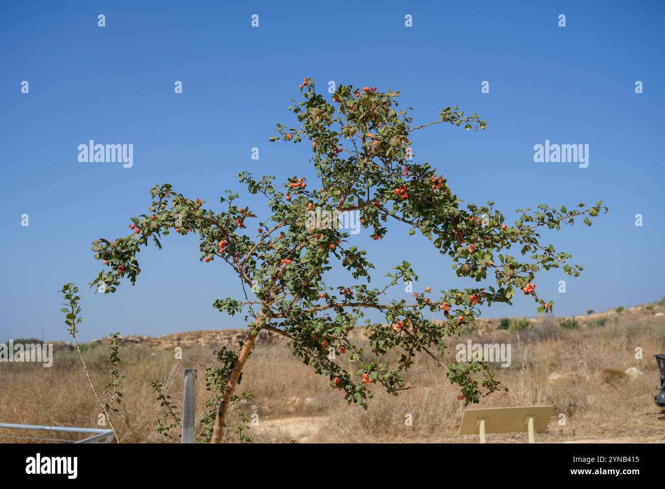drift rose plant Apricot Drift Rose