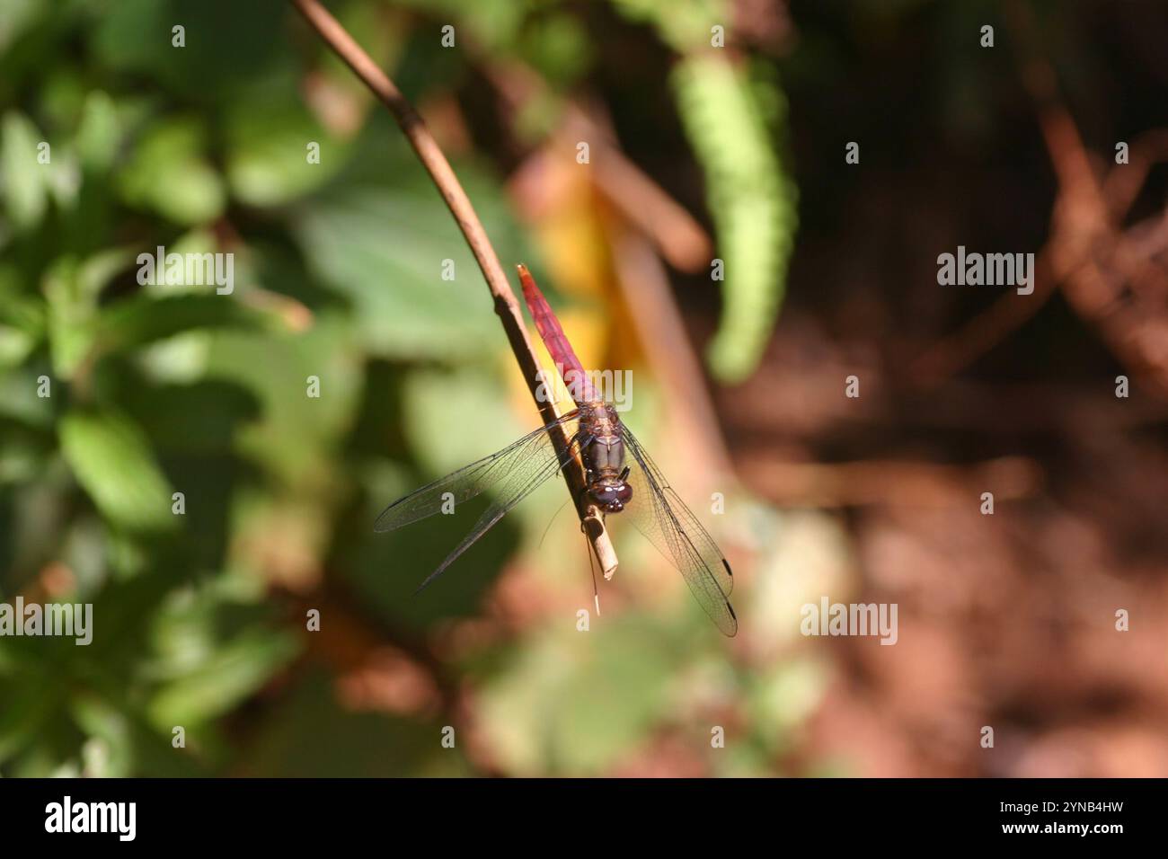 Crimson-tailed Marsh Hawk (Orthetrum pruinosum) Stock Photo