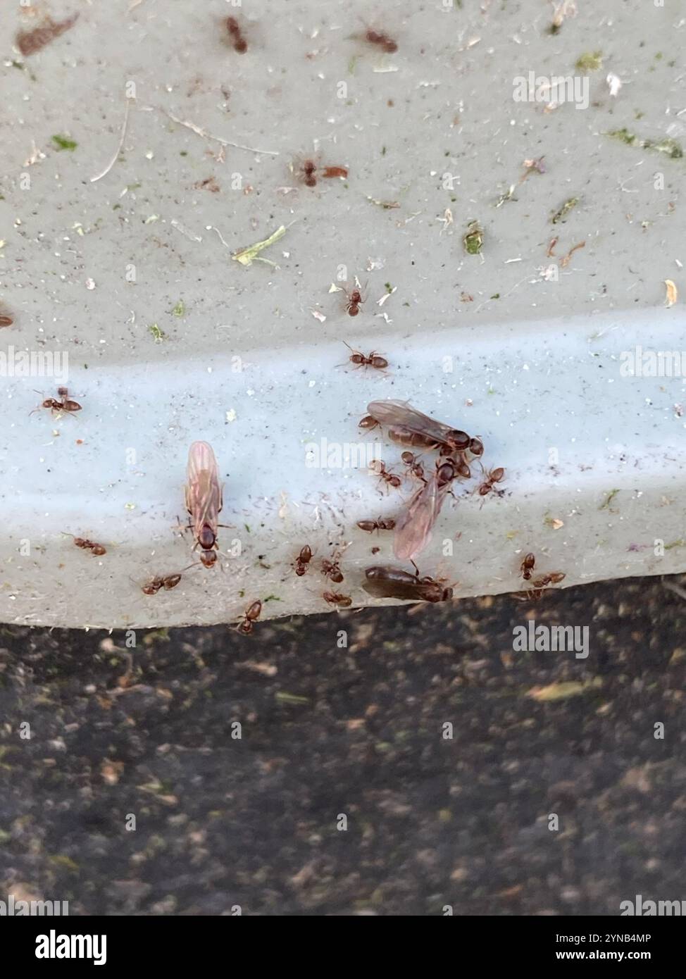 Seaside Rover Ant Brachymyrmex hi-res stock photography and images - Alamy