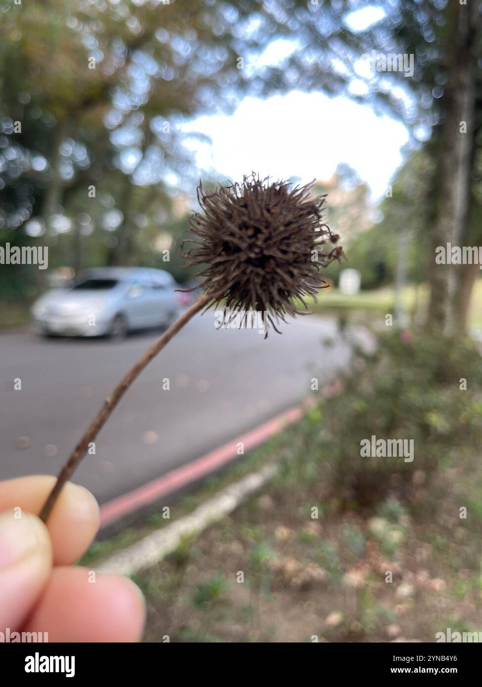 Chinese Sweetgum (Liquidambar formosana) Stock Photo