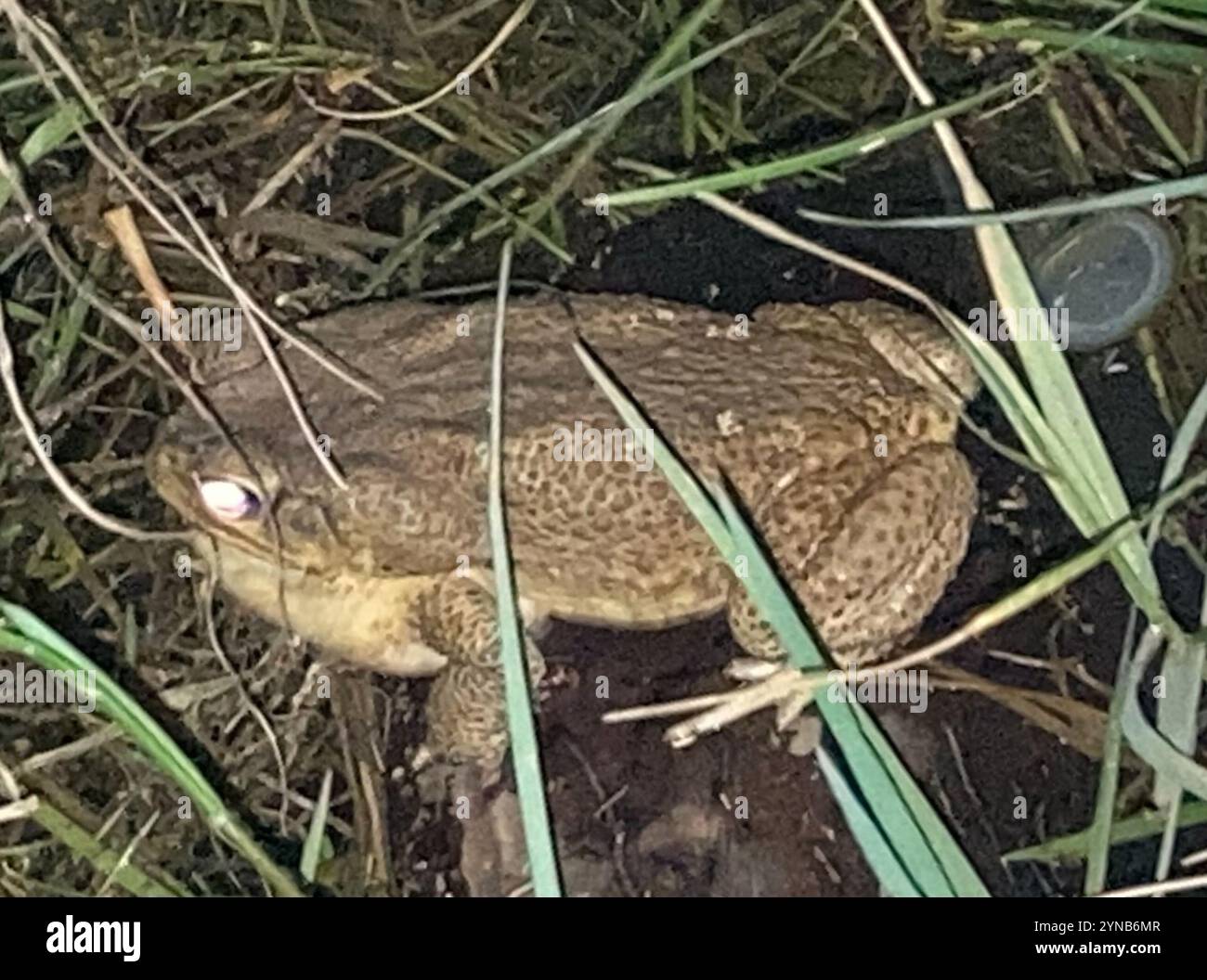 Cane Toad (Rhinella marina Stock Photo - Alamy