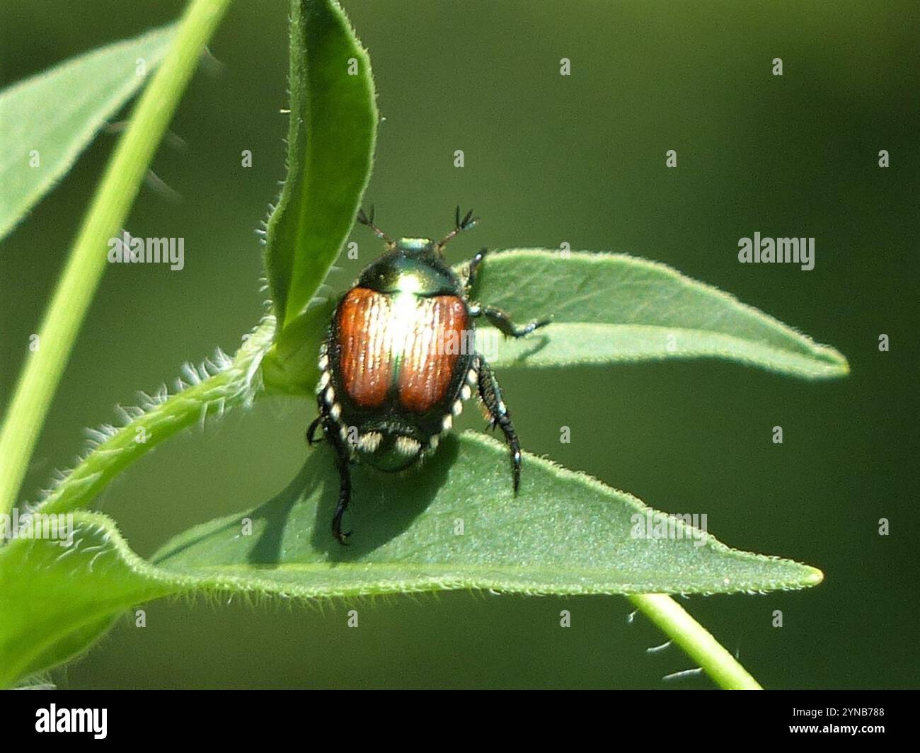 Japanese Beetle (Popillia japonica Stock Photo - Alamy