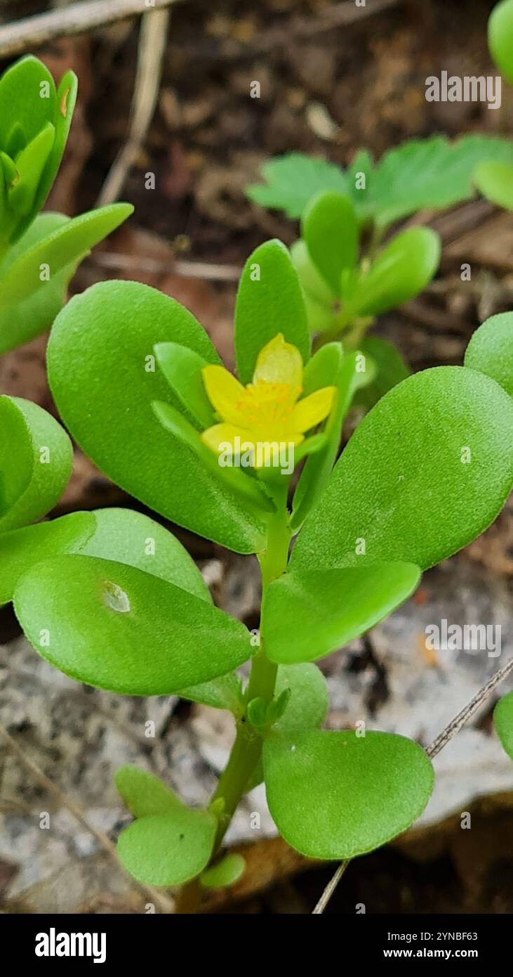 wingpod purslane (Portulaca umbraticola Stock Photo - Alamy