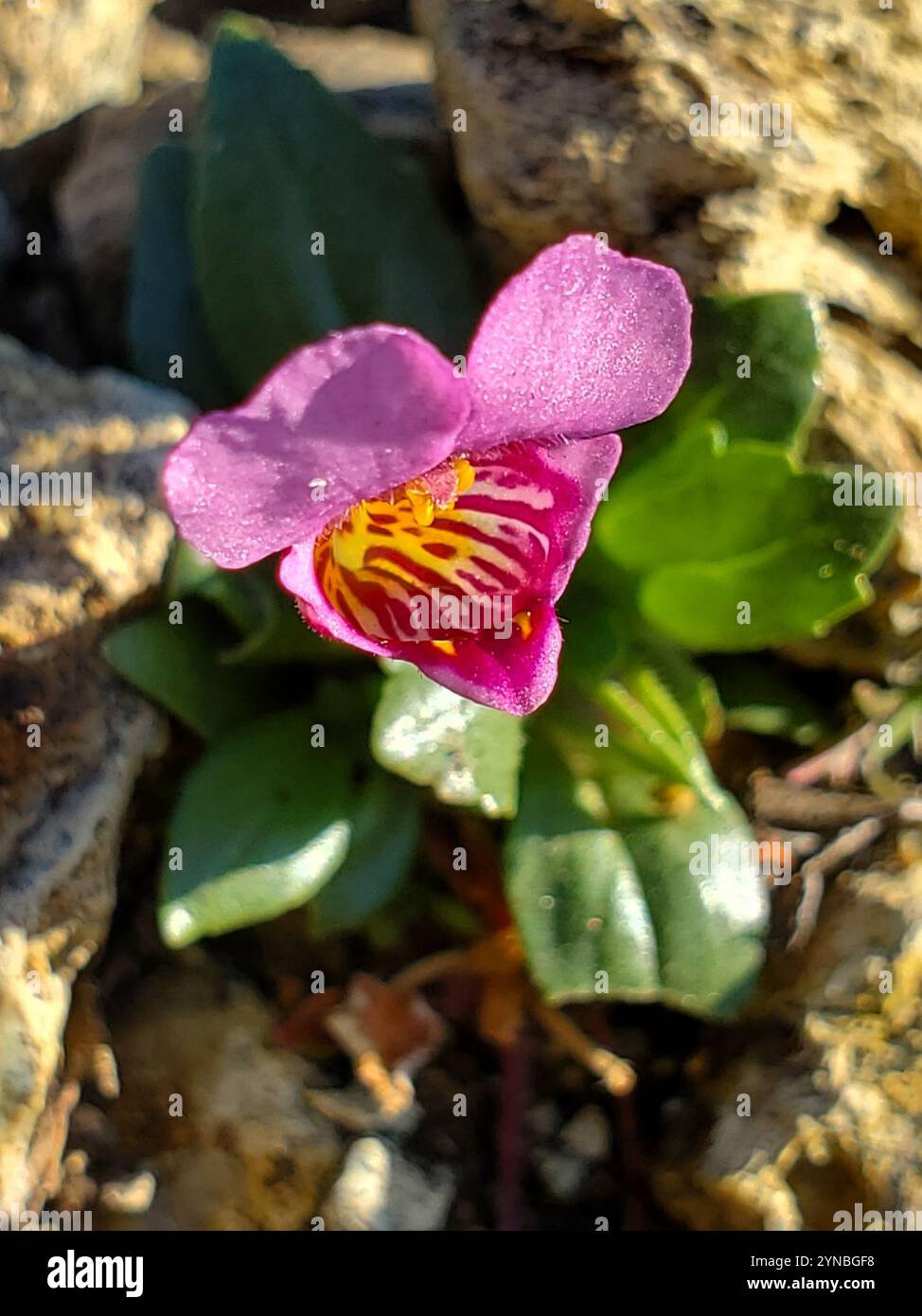 purple mouse ears (Diplacus douglasii Stock Photo - Alamy