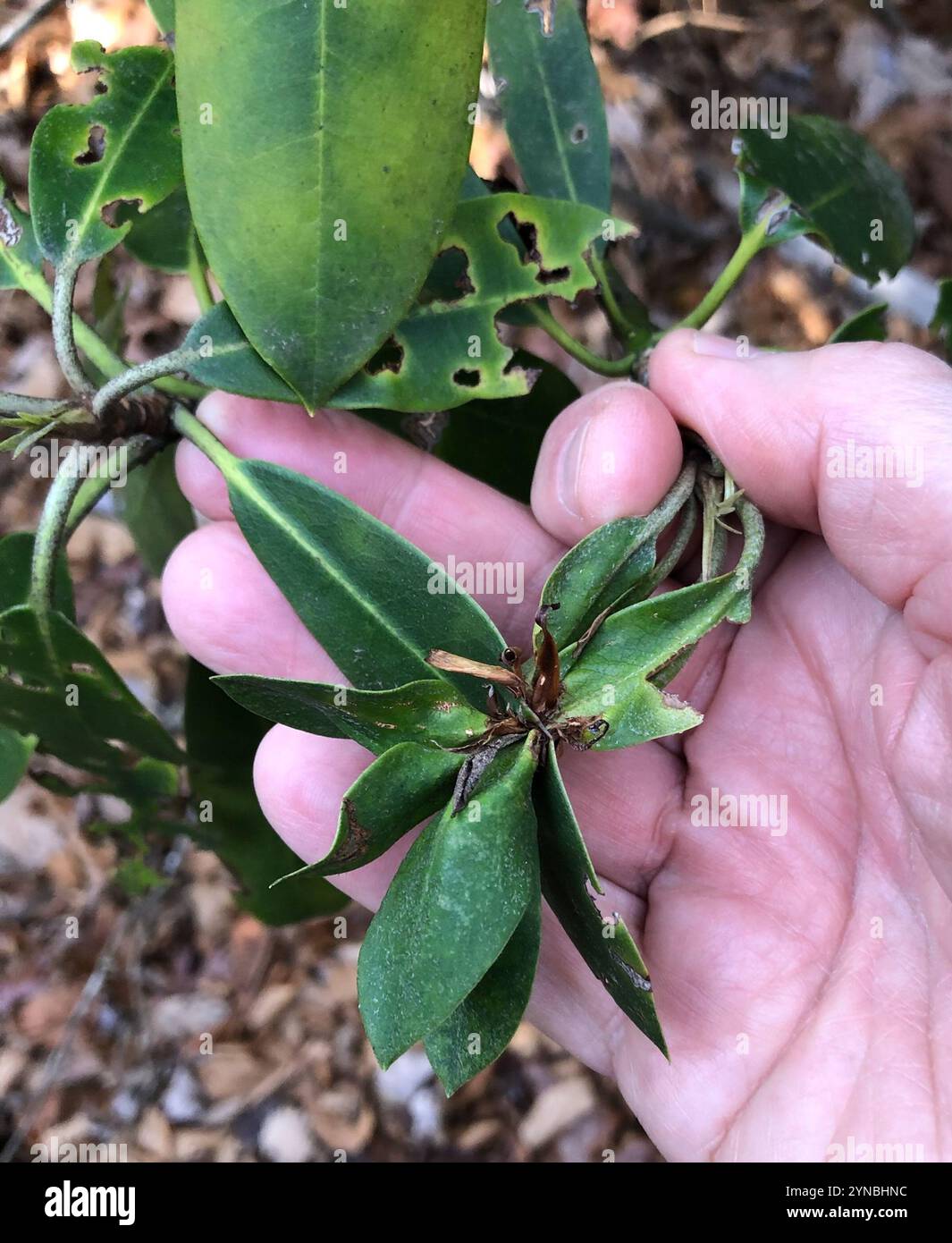 Rhododendron Maximum Seeds | Great Laurel | Bush & Shrub Seeds For Planting