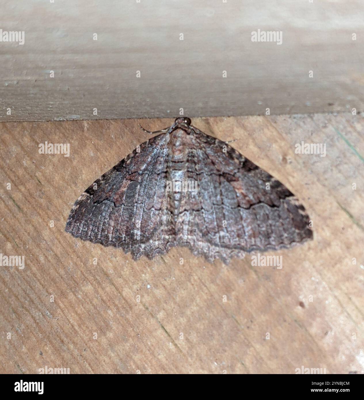 Tissue Moth (Triphosa haesitata Stock Photo - Alamy