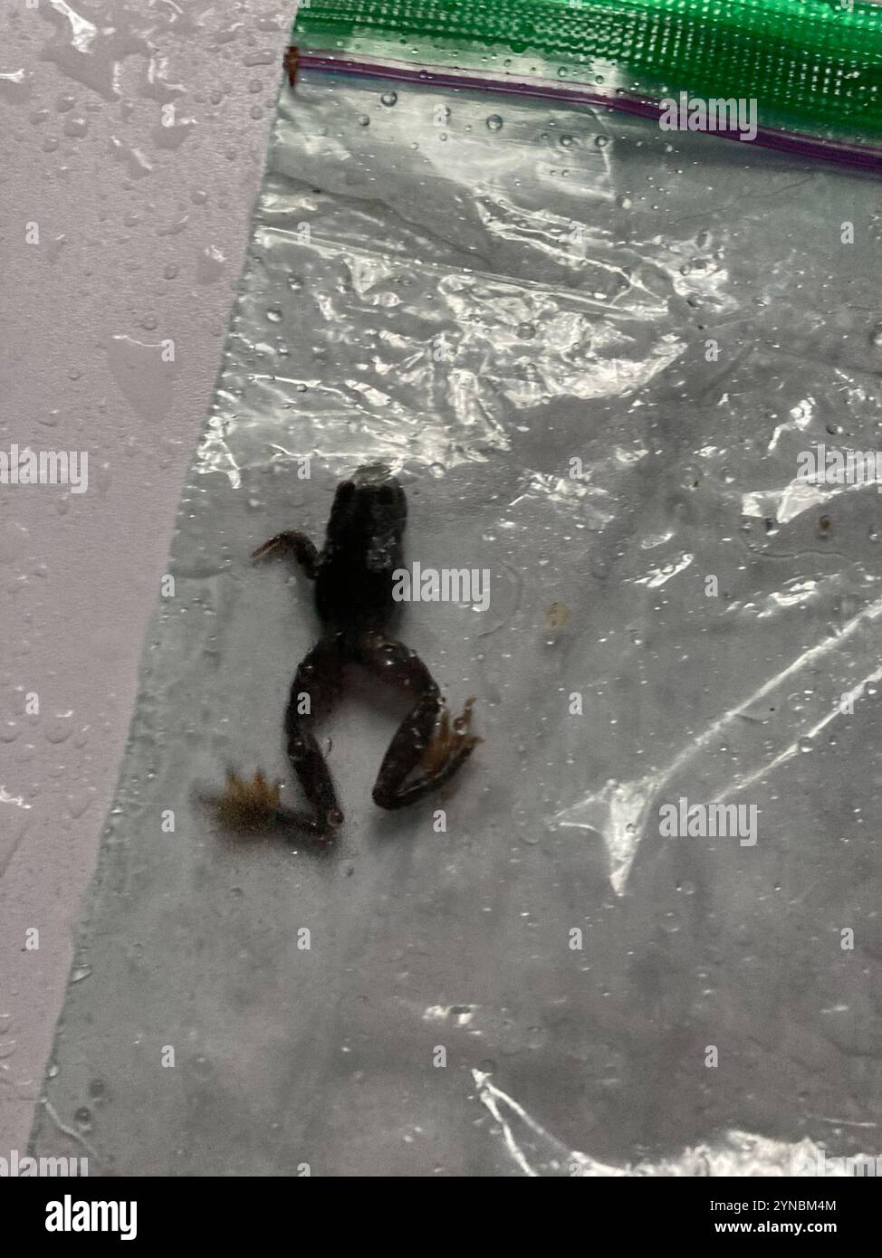 Coastal Tailed Frog (Ascaphus truei Stock Photo - Alamy