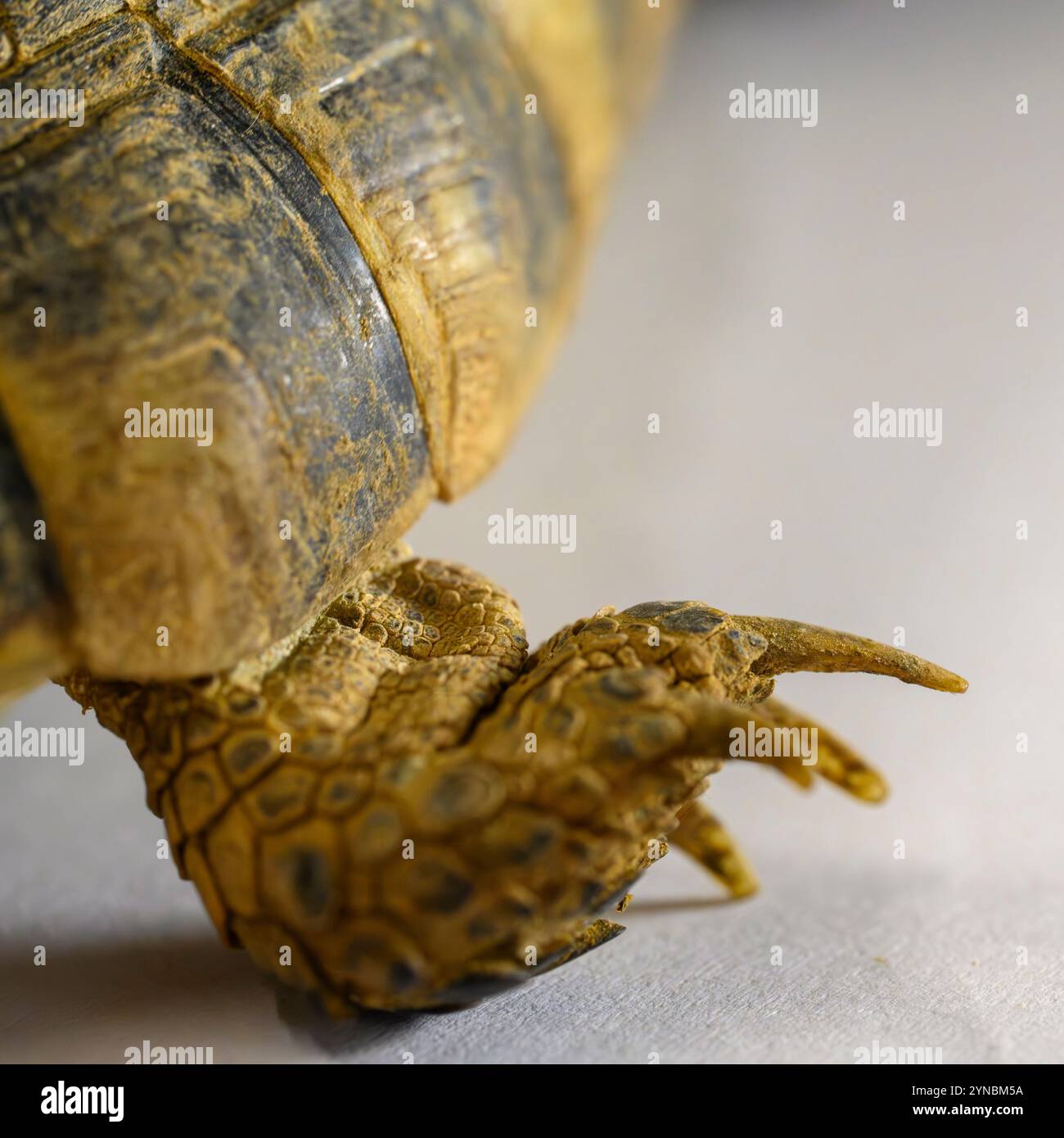 close up of the toes, nails and foot of a Greek Tortoise (Testudo ...