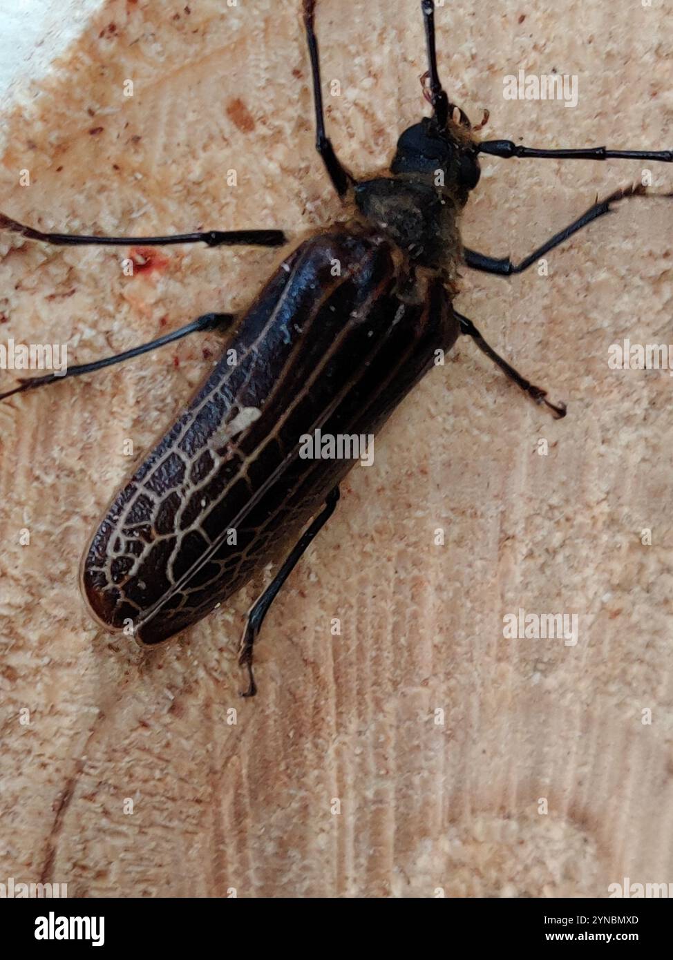 Huhu (Prionoplus reticularis Stock Photo - Alamy