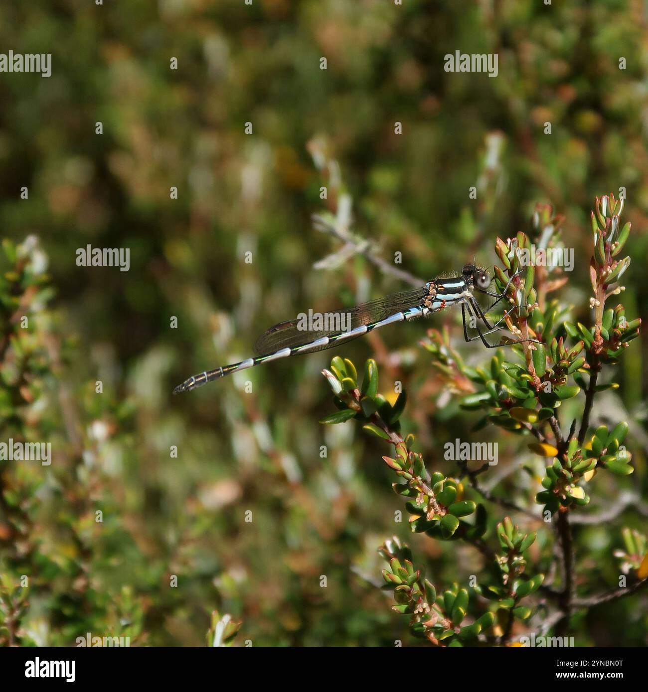 Blue Ringtail (Austrolestes annulosus Stock Photo - Alamy