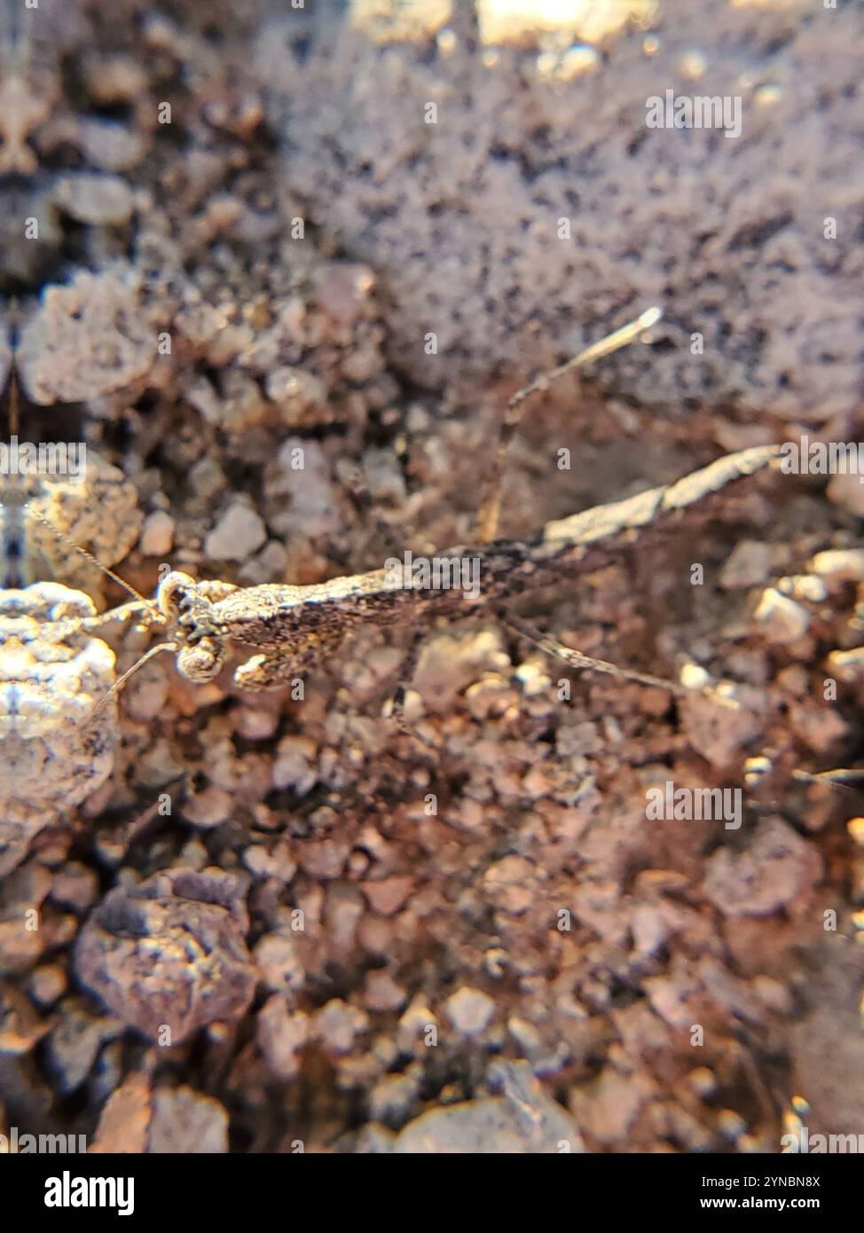 Obscure Ground Mantis (Litaneutria ocularis Stock Photo - Alamy