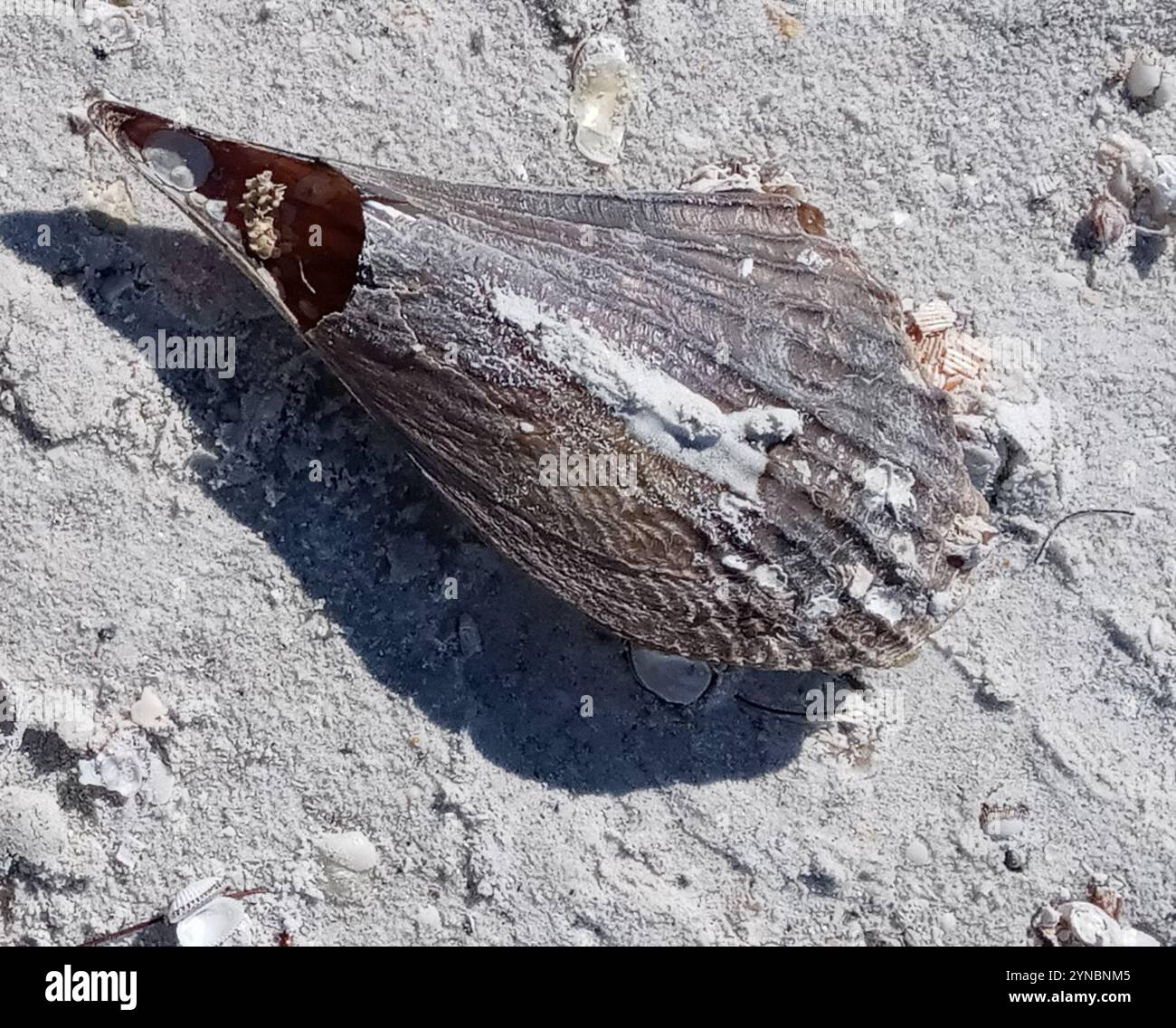 Stiff pen shell hi-res stock photography and images - Alamy