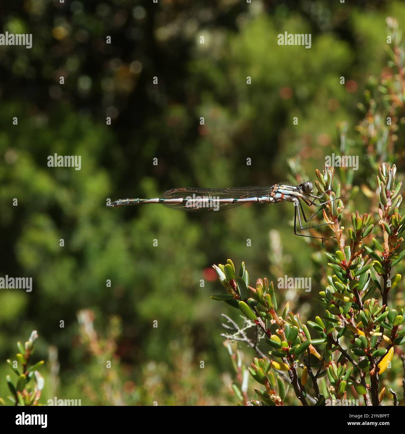 Blue Ringtail (Austrolestes annulosus Stock Photo - Alamy