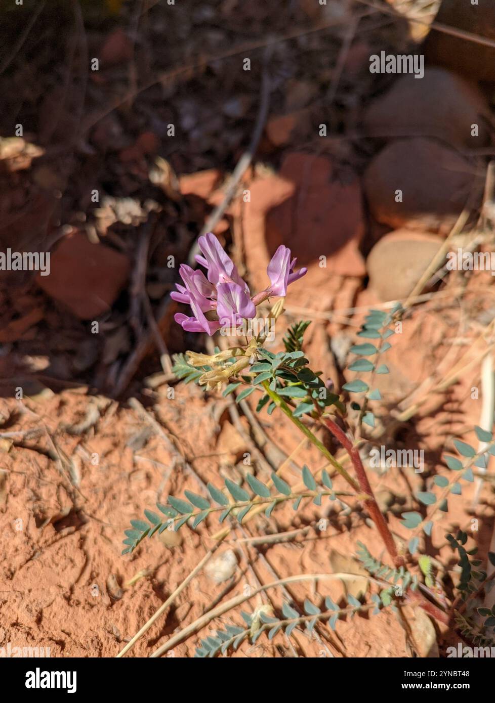 Freckled milkvetch hi-res stock photography and images - Alamy