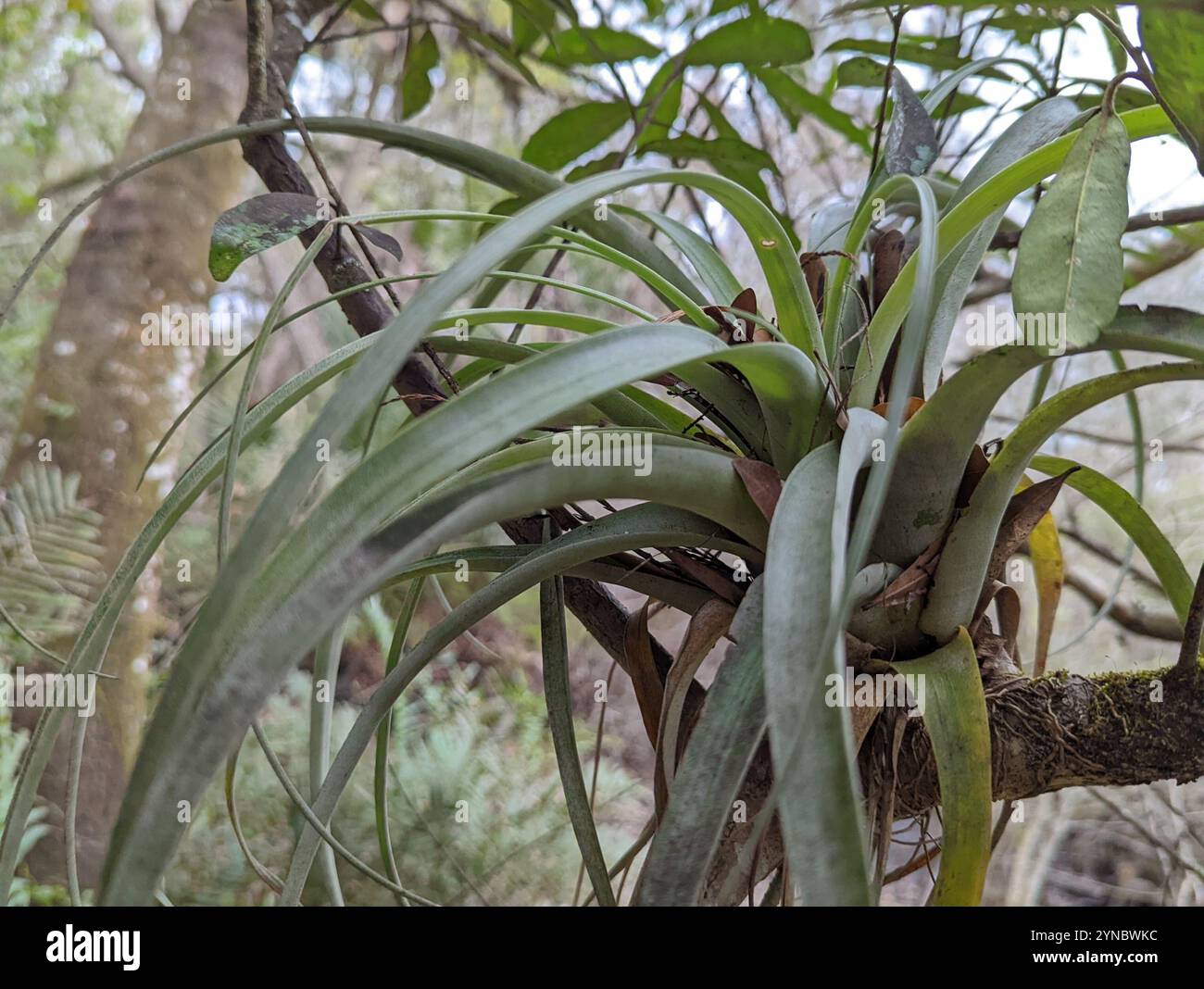 Tillandsia Ionantha (Air Plant) – Wild - Foto 2