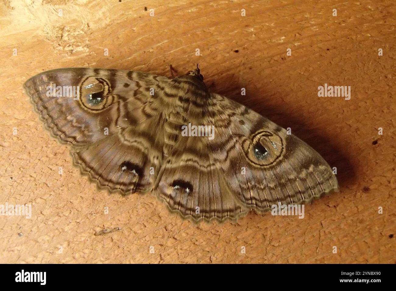 Grannys Cloak Moth