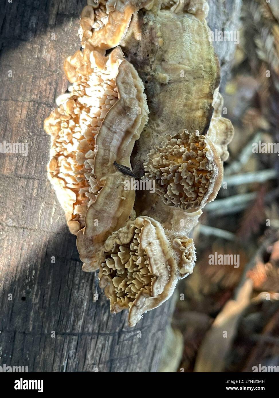 Deer-colored Trametes (Trametopsis cervina Stock Photo - Alamy