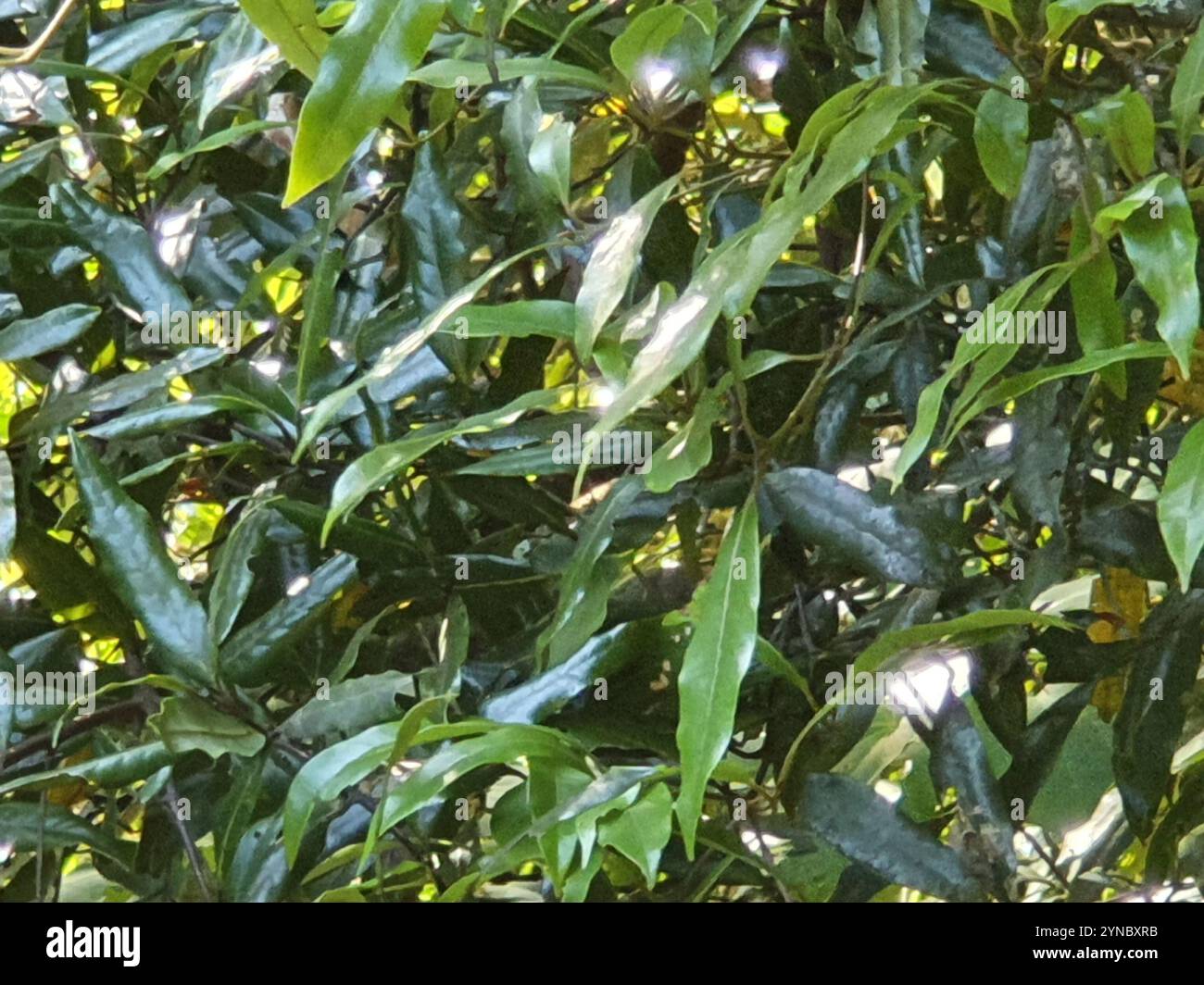 Beilschmiedia tawa hi-res stock photography and images - Alamy