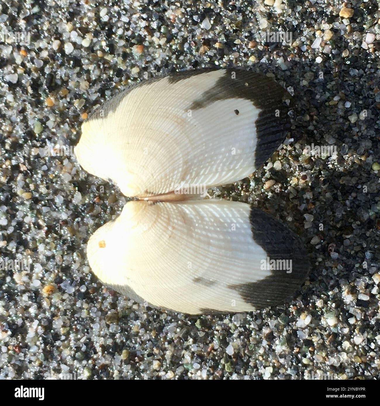 Japanese Littleneck (Ruditapes philippinarum Stock Photo - Alamy