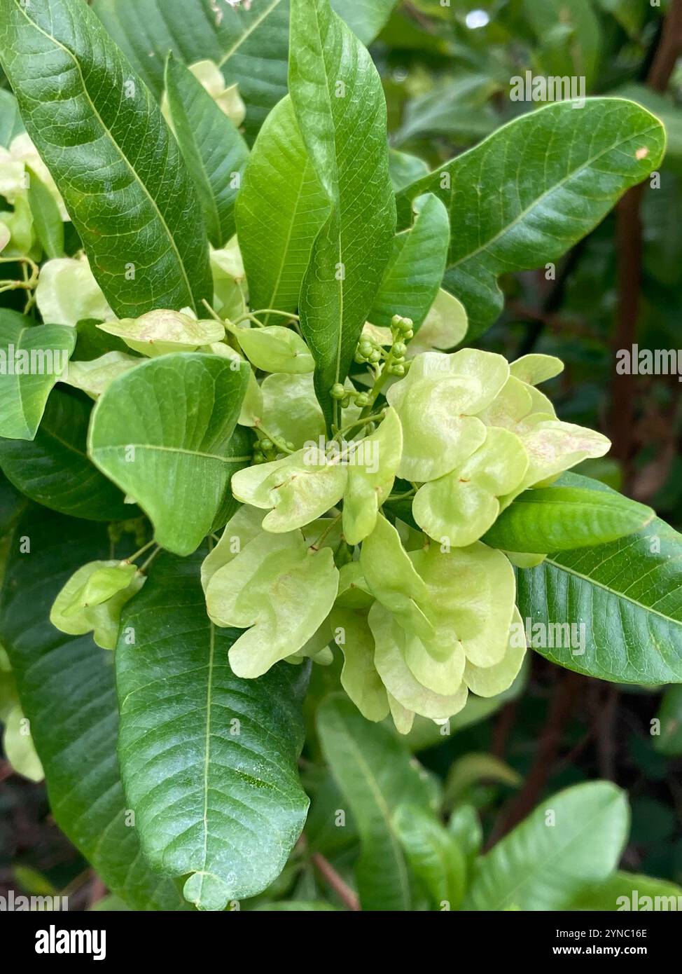 Akeake (Dodonaea viscosa Stock Photo - Alamy