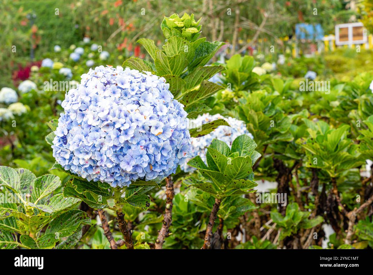 Hydrangea common names hydrangea or hortensia, is a genus of over 75 ...