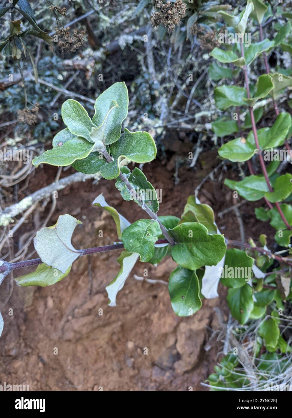 Coast silk tassel (Garrya elliptica) Stock Photo