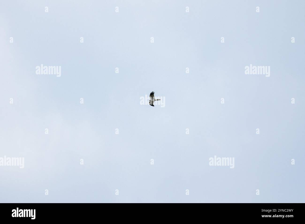 Eagle soars high in blue hi-res stock photography and images - Alamy
