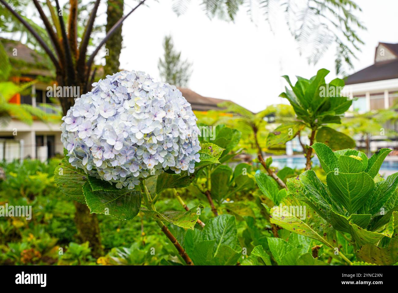 Hydrangea common names hydrangea or hortensia, is a genus of over 75 ...