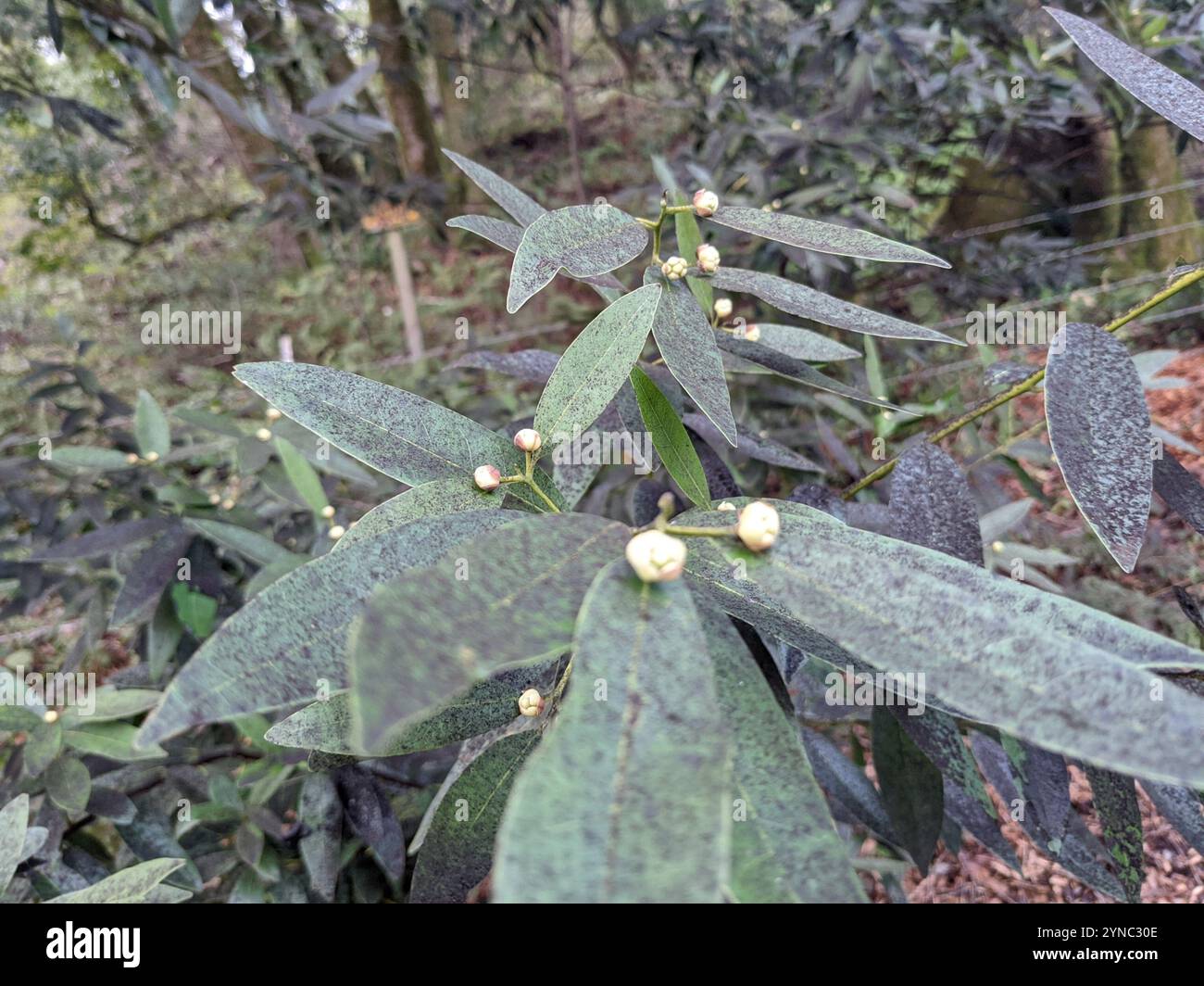 California bay (Umbellularia californica Stock Photo - Alamy