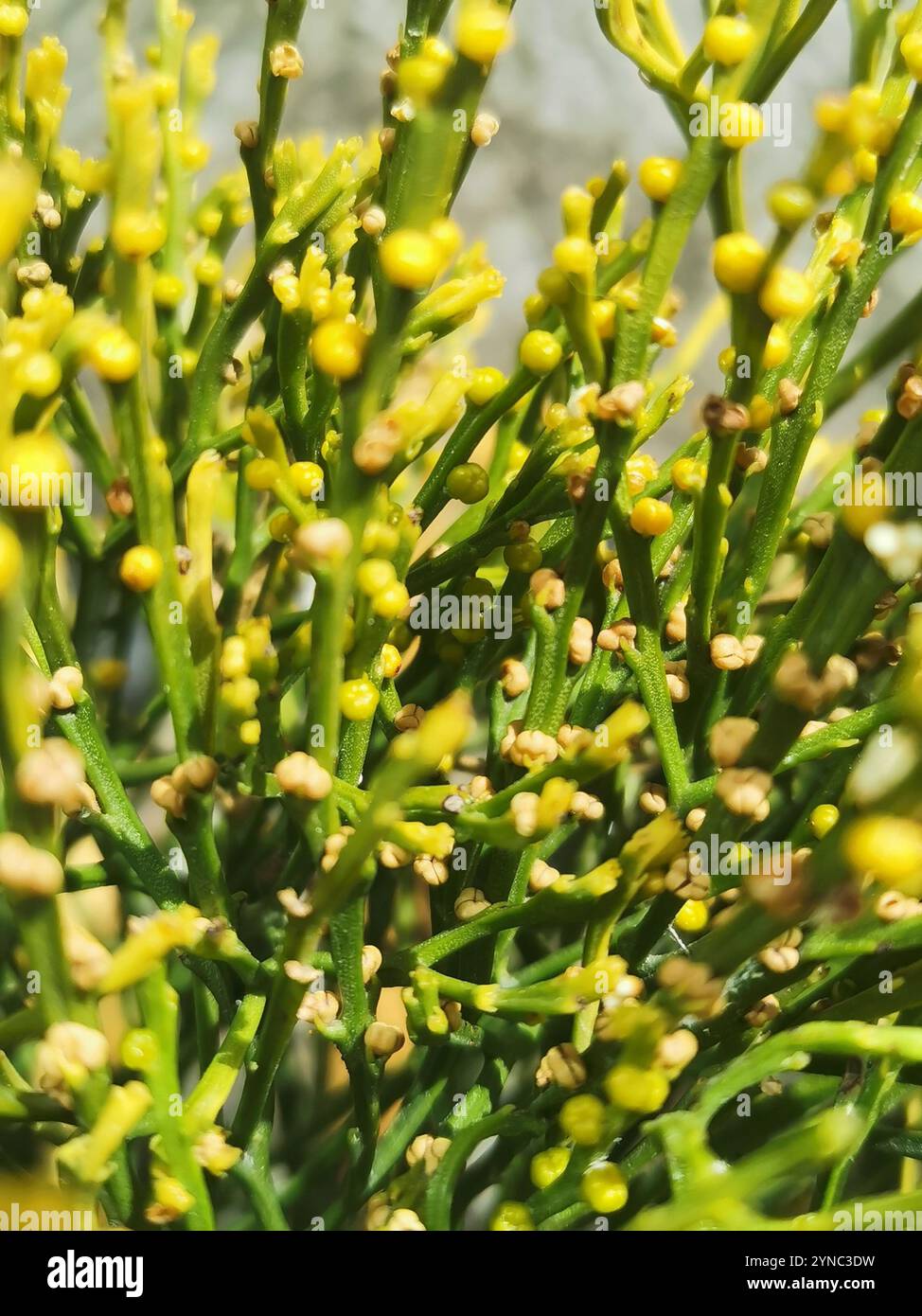 skeleton fork fern (Psilotum nudum Stock Photo - Alamy