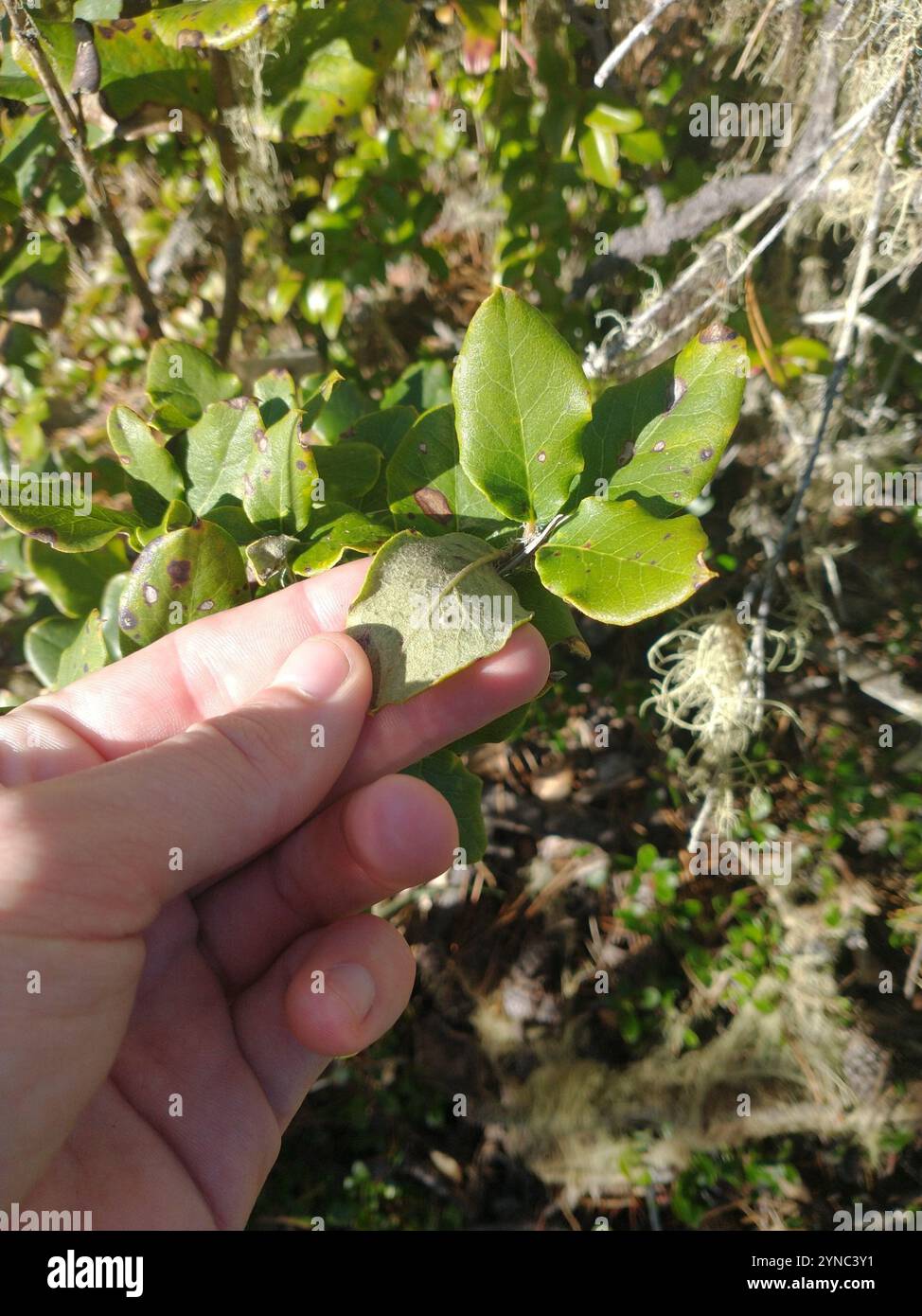 Coast silk tassel (Garrya elliptica) Stock Photo