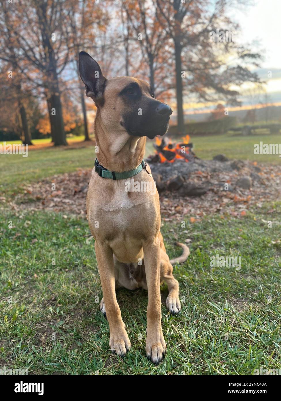 Belgian Malinois German Shepard Mix Dog - Smartphone Captured Stock Image
