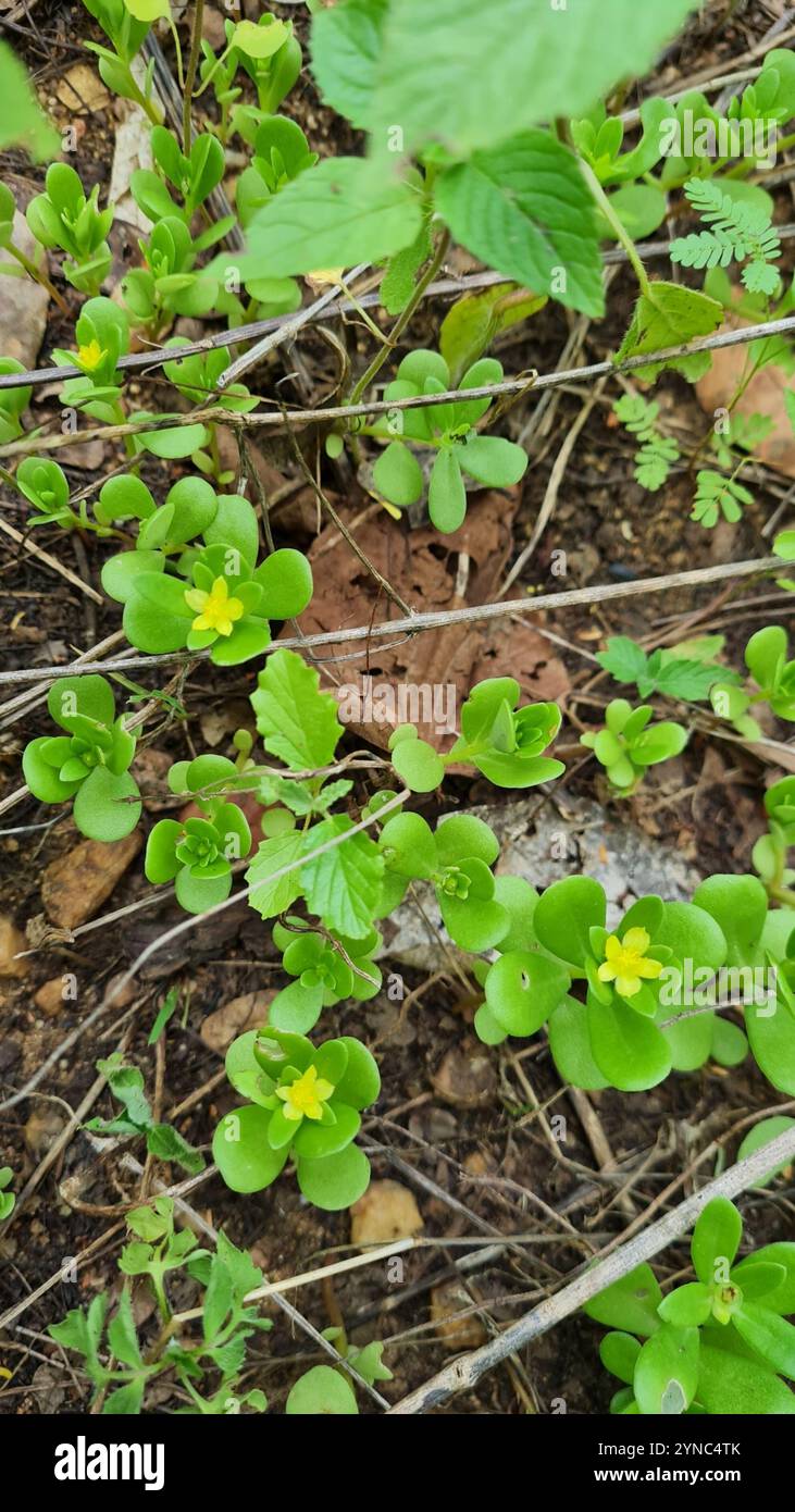wingpod purslane (Portulaca umbraticola Stock Photo - Alamy