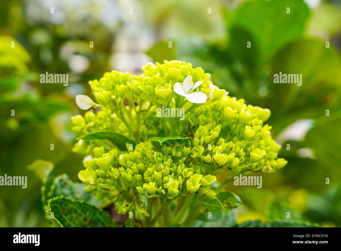 Hydrangea common names hydrangea or hortensia, is a genus of over 75 ...