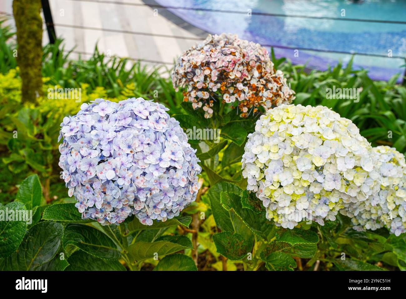 Hydrangea common names hydrangea or hortensia, is a genus of over 75 ...