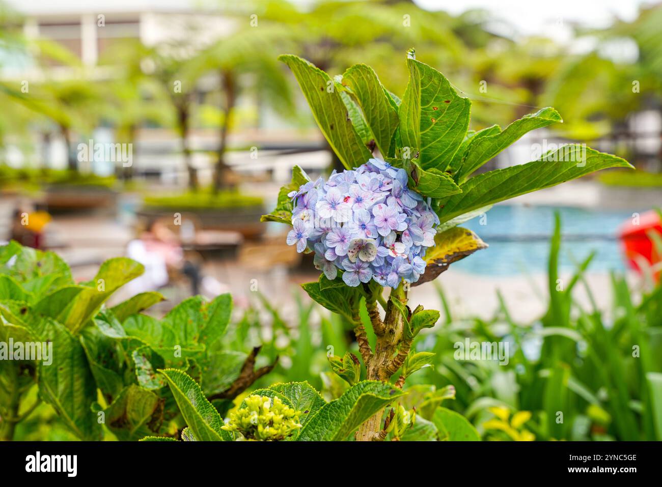 Hydrangea common names hydrangea or hortensia, is a genus of over 75 ...