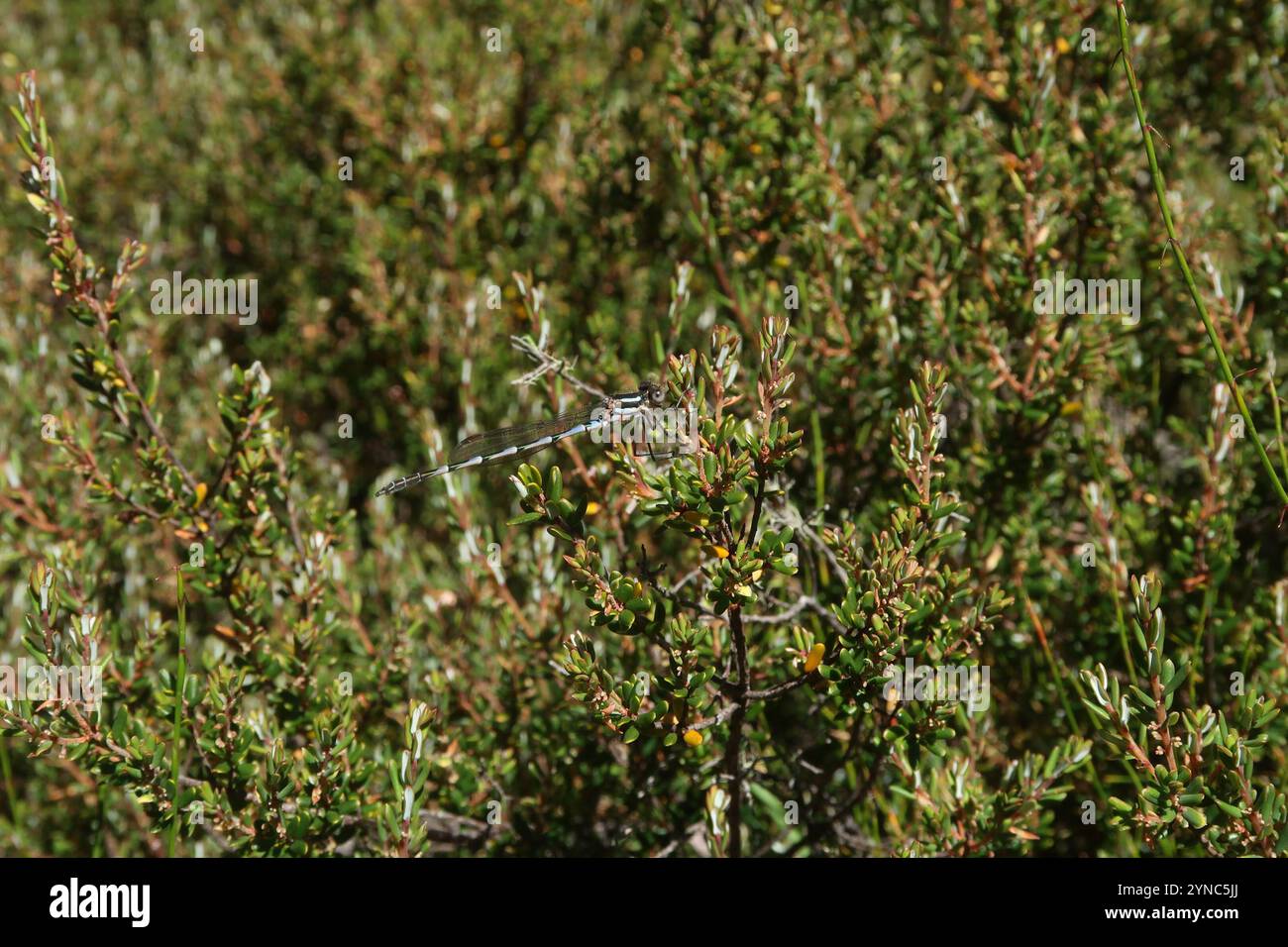Blue Ringtail (Austrolestes annulosus Stock Photo - Alamy