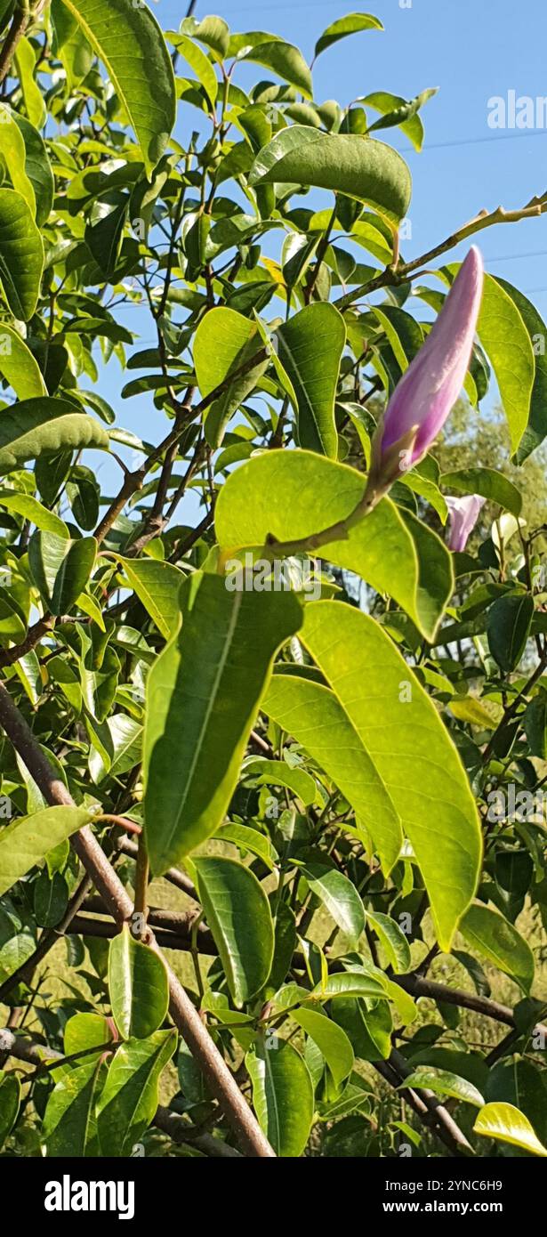 rust fungi (Pucciniales Stock Photo - Alamy