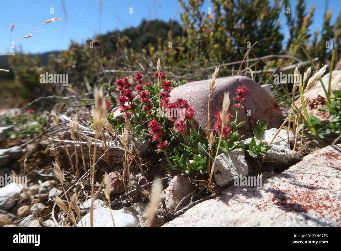 Gonocarpus hi-res stock photography and images - Alamy