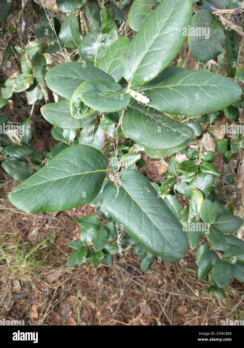 Coast silk tassel (Garrya elliptica) Stock Photo