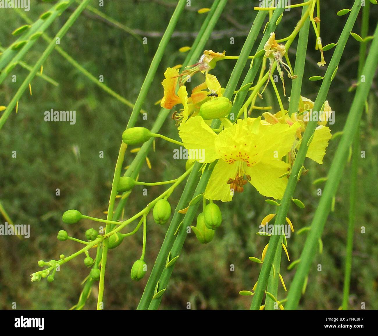 Parkinsonia Aculeata L. - Portale Della Flora Di Roma - Foto 2