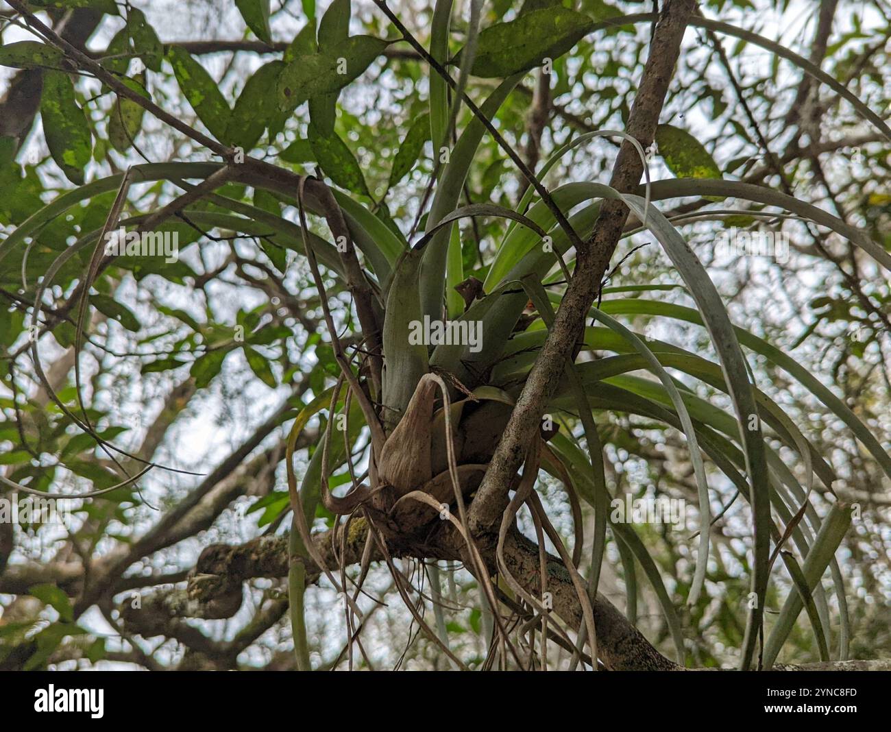 Tillandsia Ionantha (Air Plant) – Wild - Foto 8