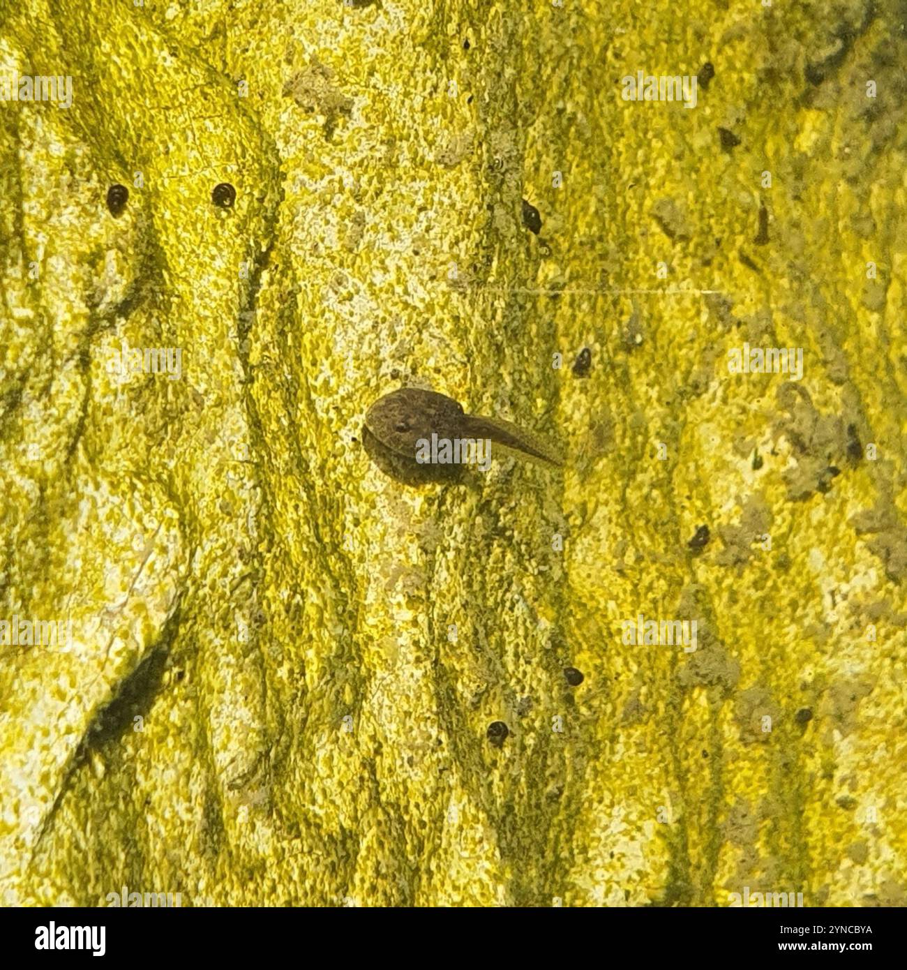 Frogs and Toads (Anura Stock Photo - Alamy