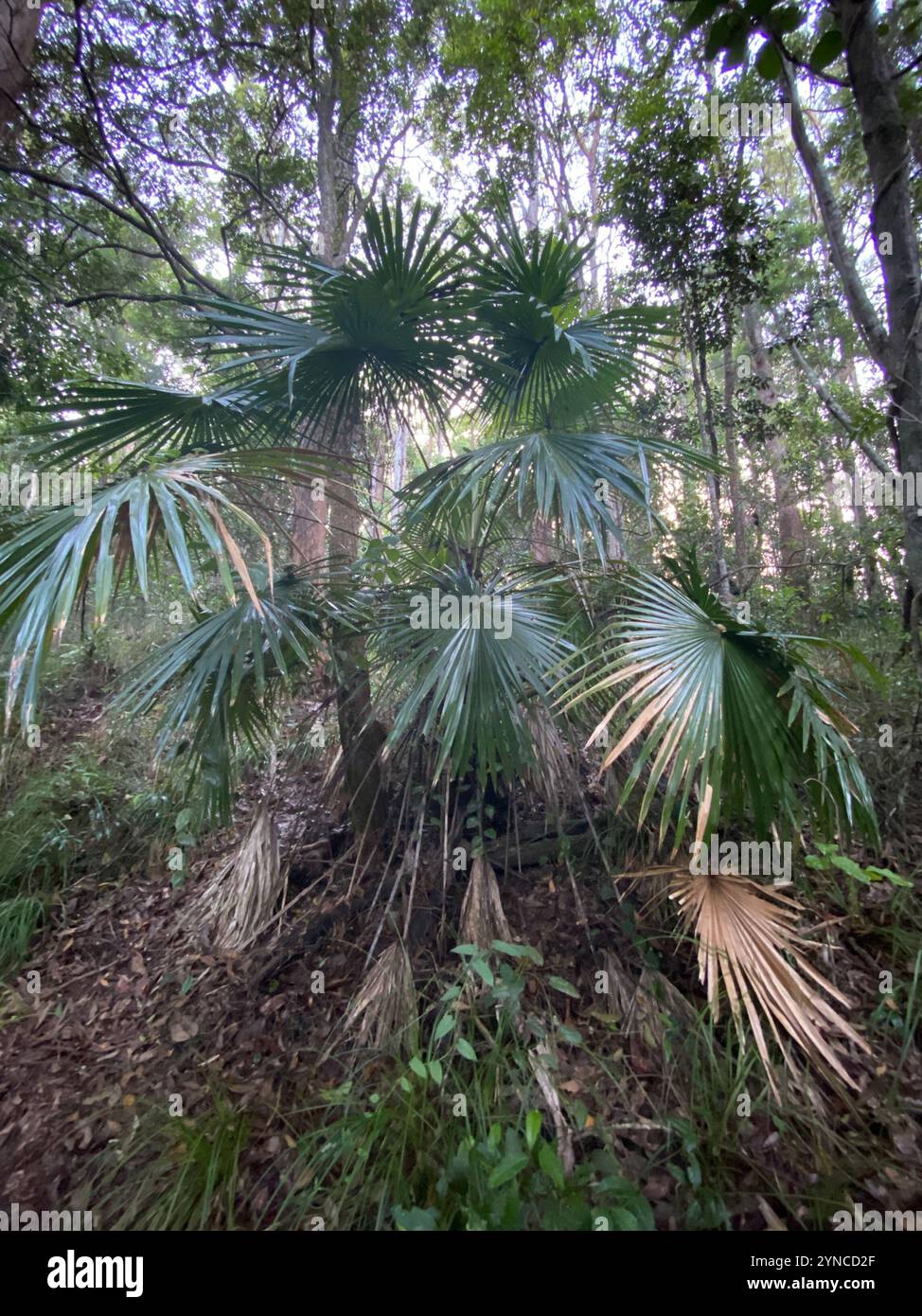 Australian Fan Palm (Livistona australis Stock Photo - Alamy