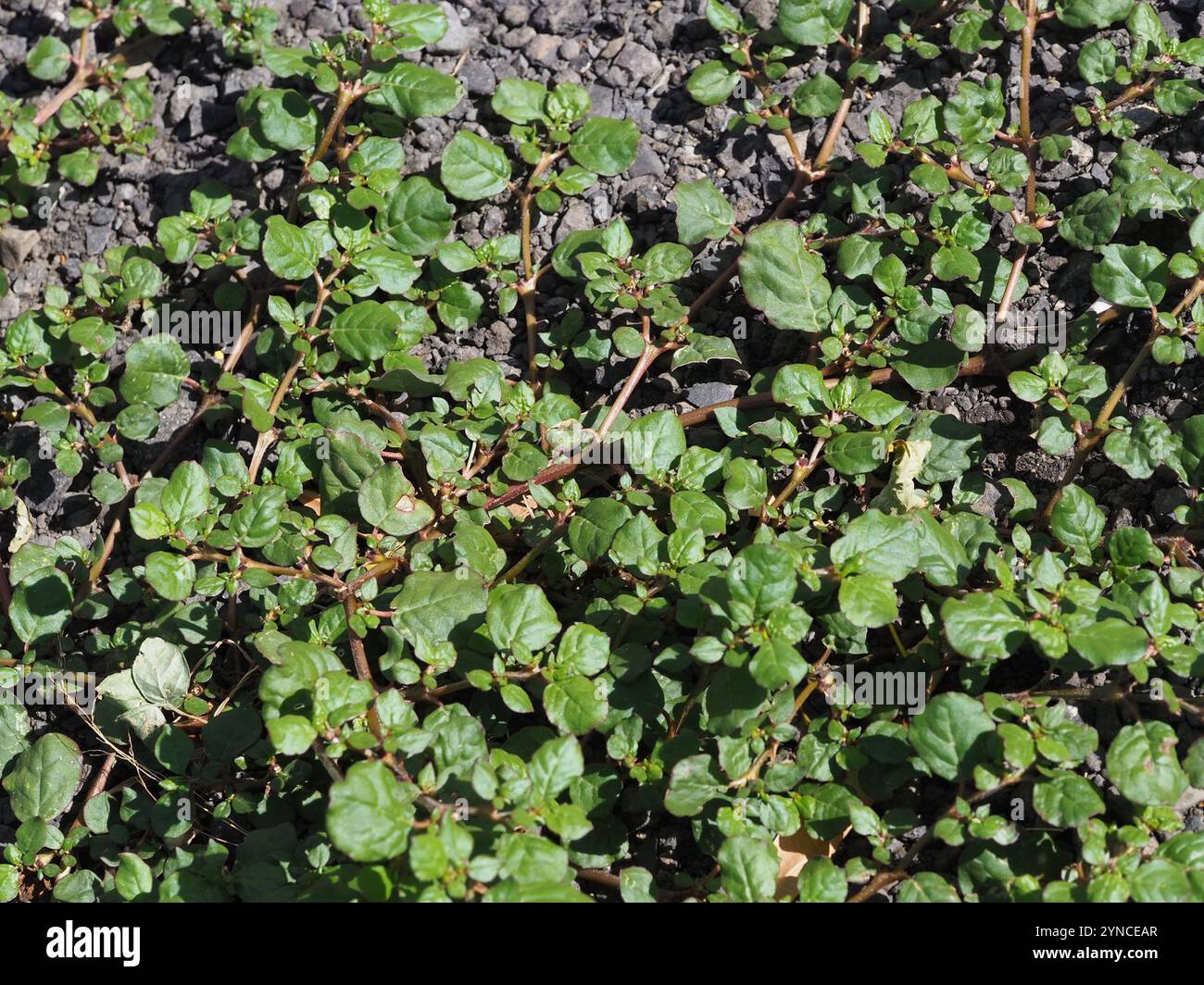 Wild Flora Of Dwarka: Trianthema portulacastrum L. (DESERT HORSE PURSLANE), image size:1300x1064