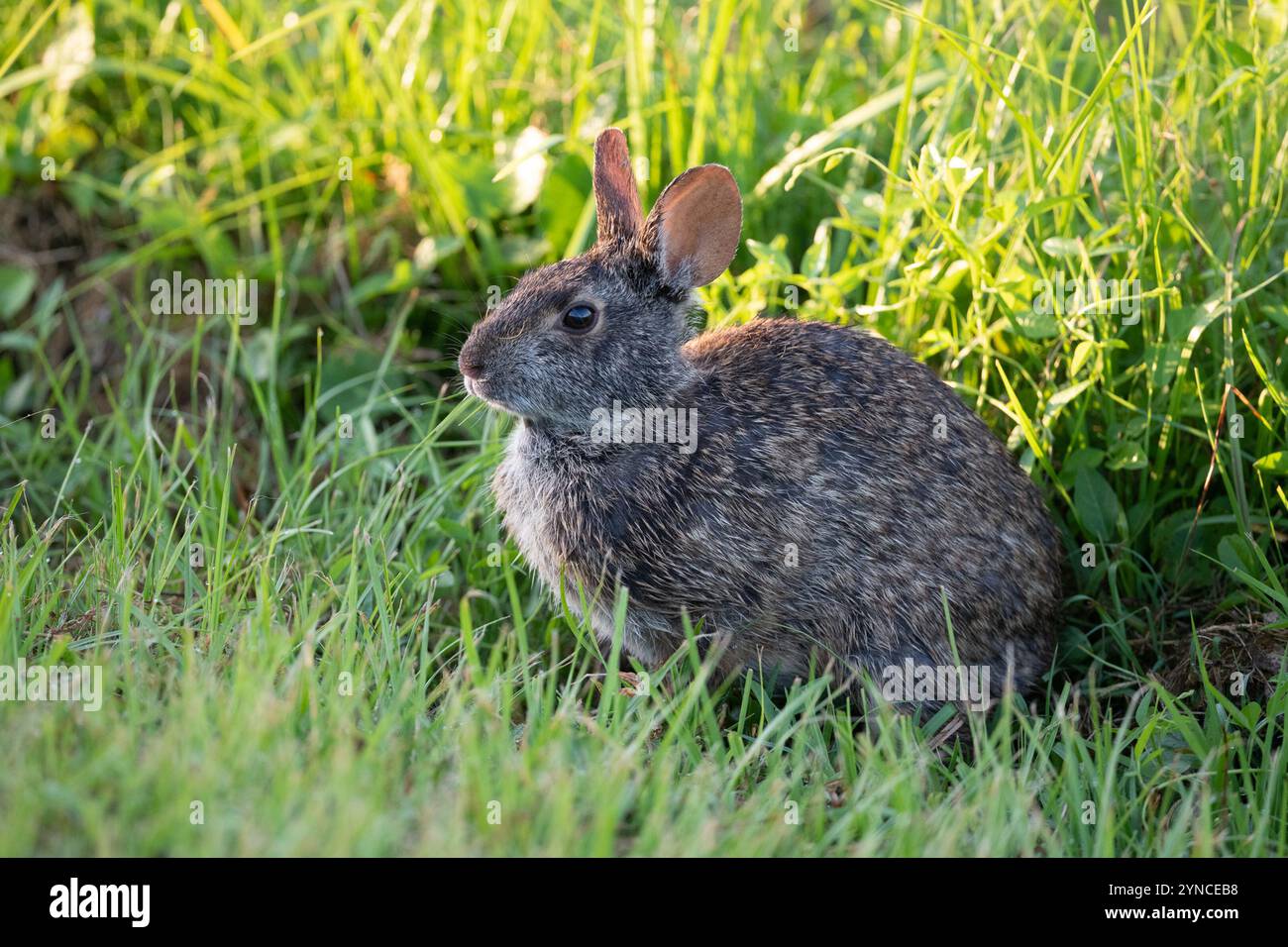 Marsh Rabbit (Sylvilagus palustris) Stock Photo