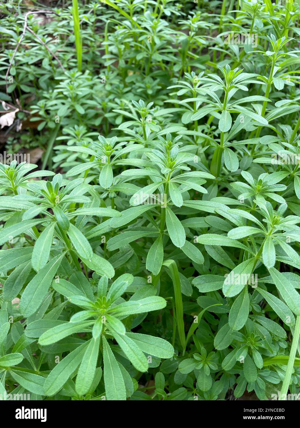catchweed bedstraw (Galium aparine Stock Photo - Alamy