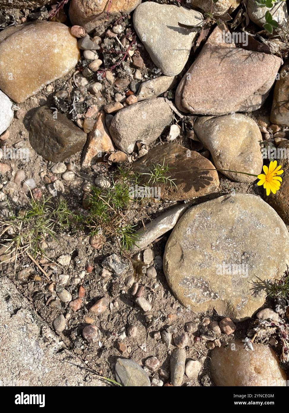 bristleleaf pricklyleaf (Thymophylla tenuiloba) Stock Photo