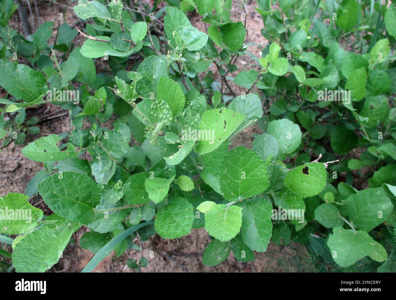 Star Raisin (Grewia avellana Stock Photo - Alamy