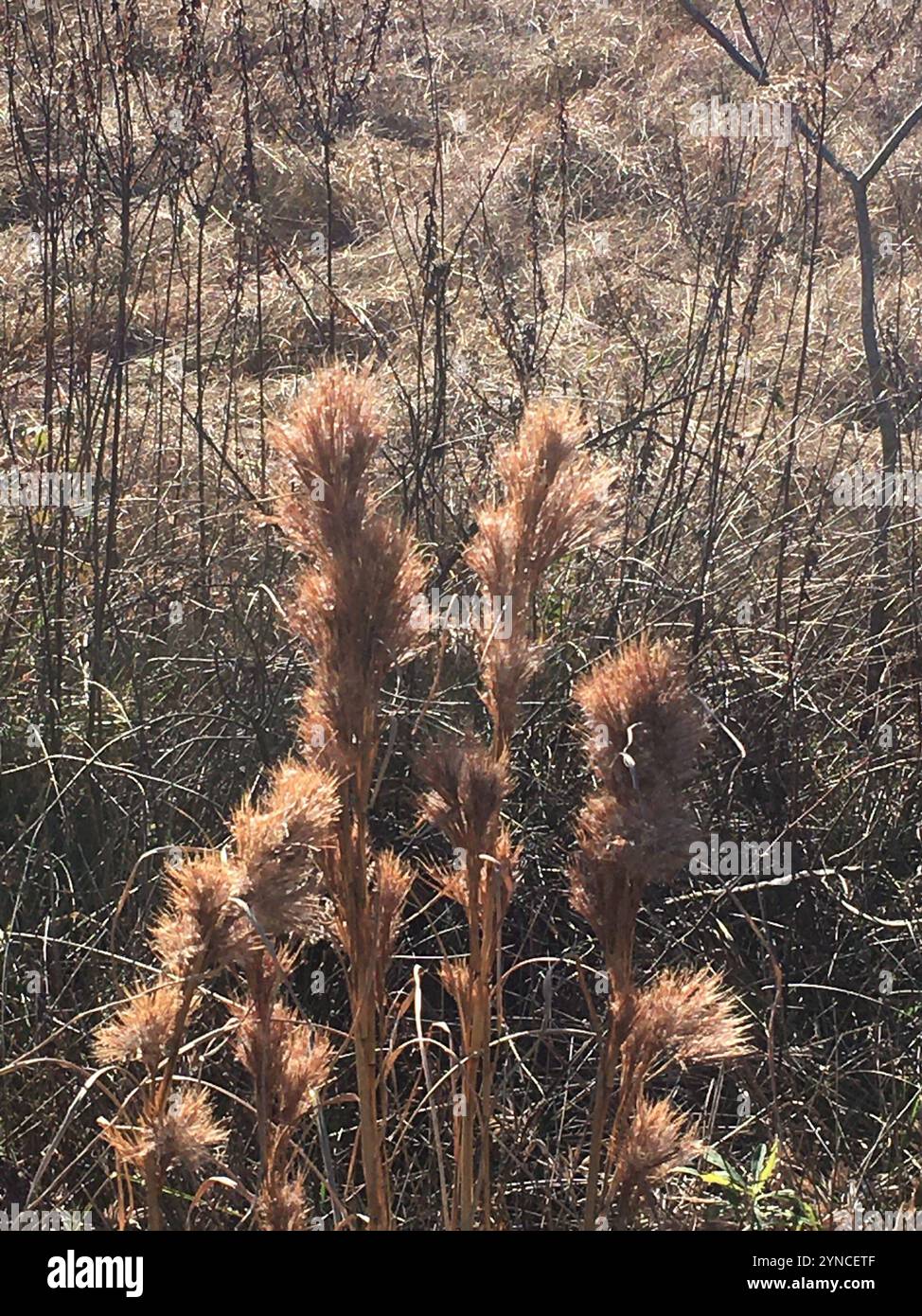 Bushy Bluestem Species Complex (Andropogon glomeratus Stock Photo - Alamy